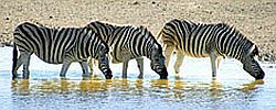 Rundreisen-Tipp: Namibia